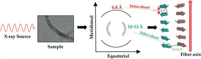 Amyloid-Like Aggregation in Diseases and Biomaterials: Osmosis of Structural Information